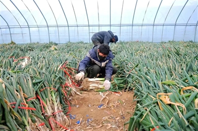大葱滞销 农户终盼客商来