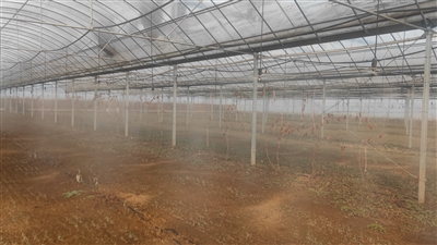 潞城区：万亩大葱种植忙 百姓增收添新路