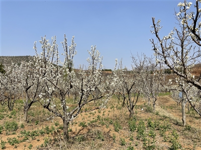 春花烂漫春意浓 经济生态双丰收