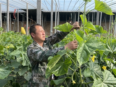 微子镇西靳村：大棚里的新希望