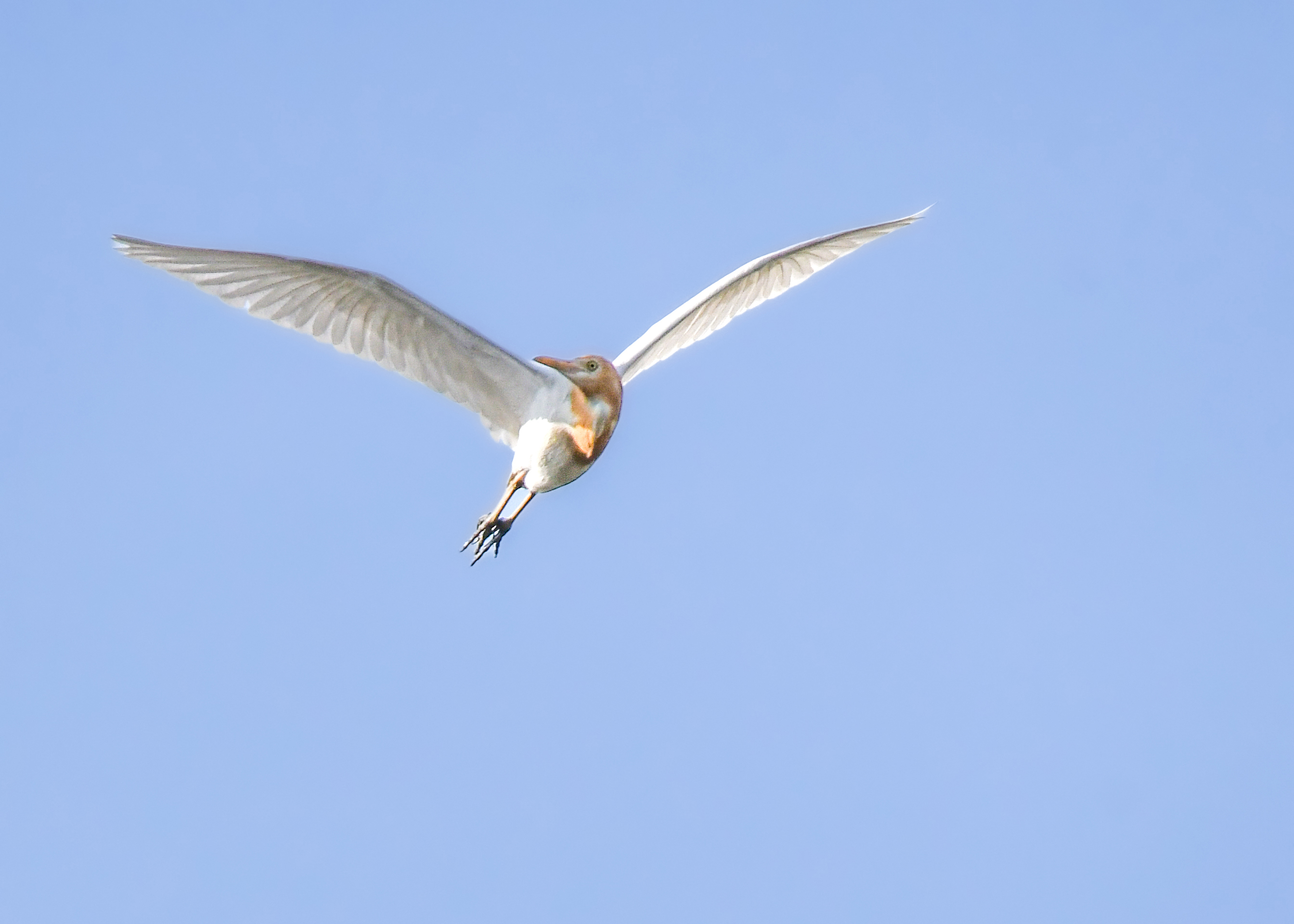 国家二级保护动物牛背鹭“入驻”山西潞城