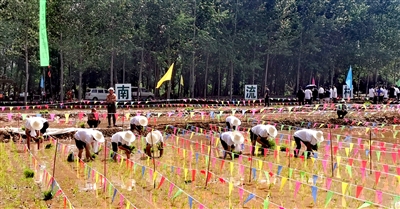 上党“小江南” 夏日插秧忙