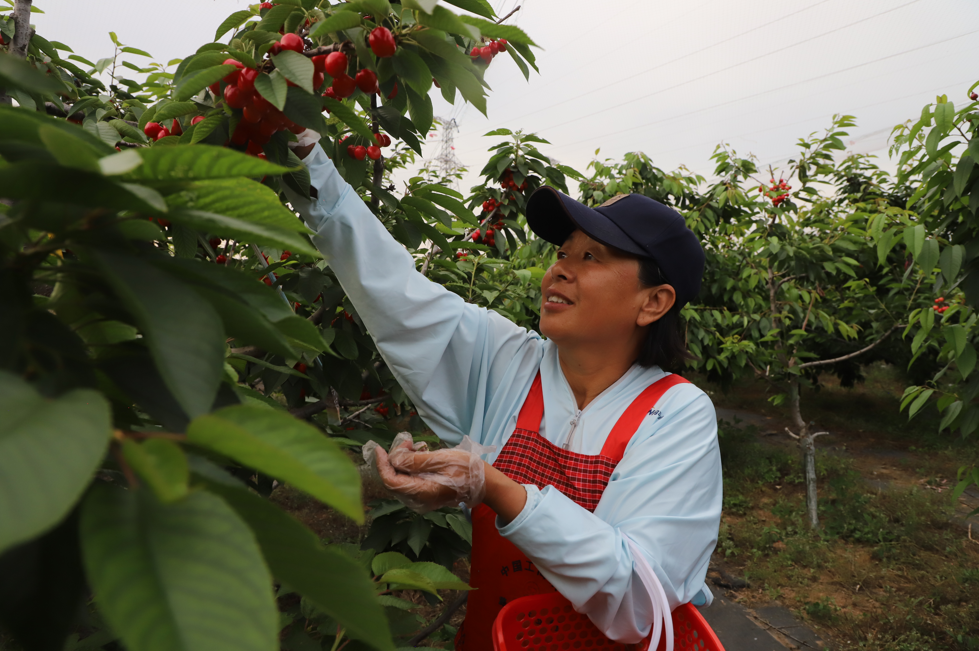 小樱桃“讲述”致富梦