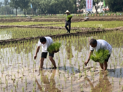  辛安泉镇南流村：调产路上稻花香