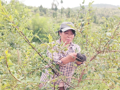 小连翘“翘”起产业发展大格局