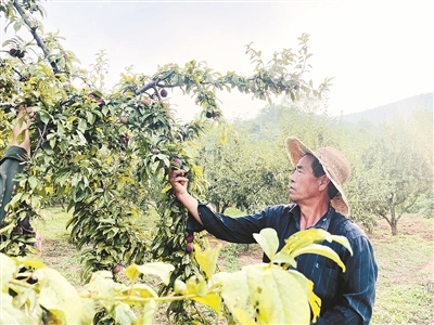 蔚佳领生态农业观光园：李子缀枝头 果农喜丰收