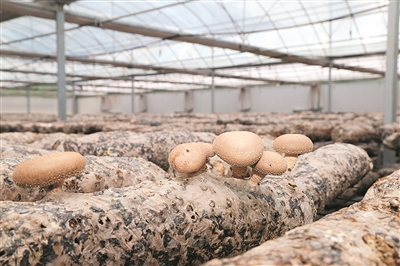 史回镇小常村：兴产业 促增收