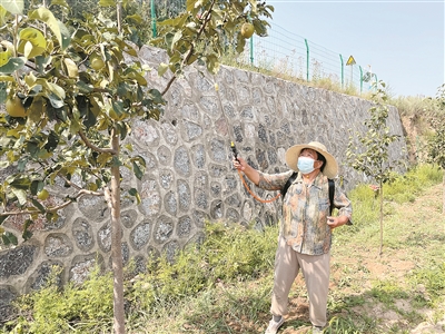 西南山社区：驱病虫 保丰收