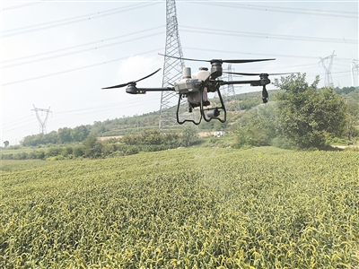 无人机“驾到” 助力谷子稳产增收