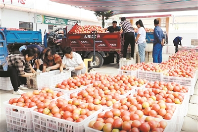 神泉村：旱地西红柿“映红”致富路