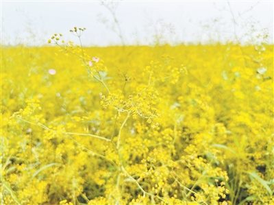 柴胡花敲开“致富门”