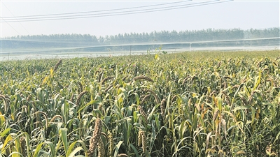  我区3000亩冬播谷示范田亩产可达800斤