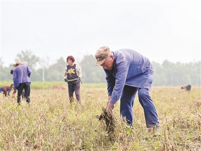 河湃村：黄豆丰收了