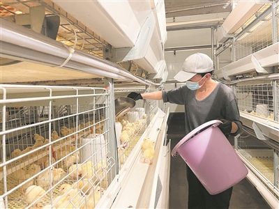 任和村：“小鸡快跑”直达乡村振兴