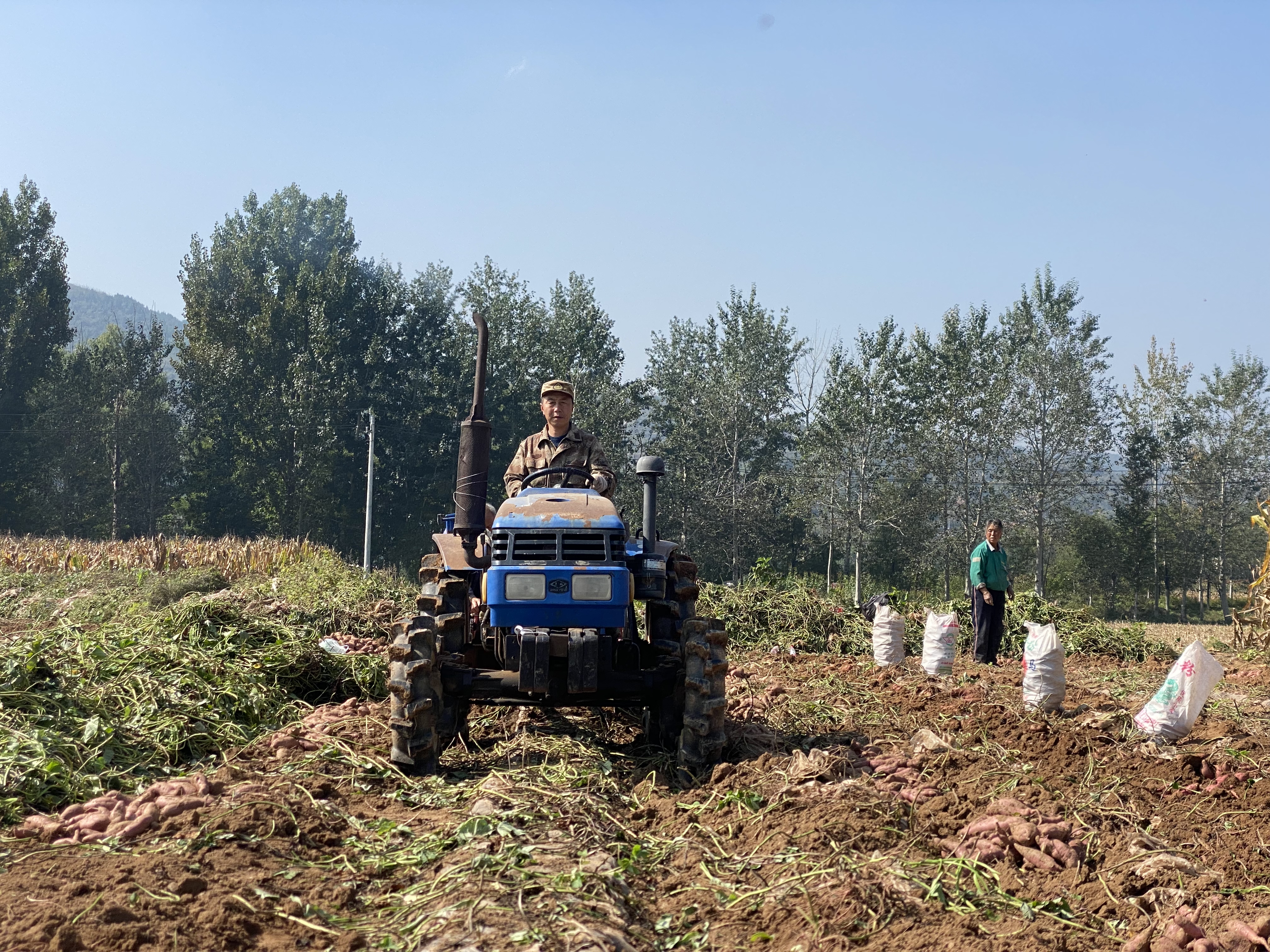 古城村：致富路上“薯光”灿烂