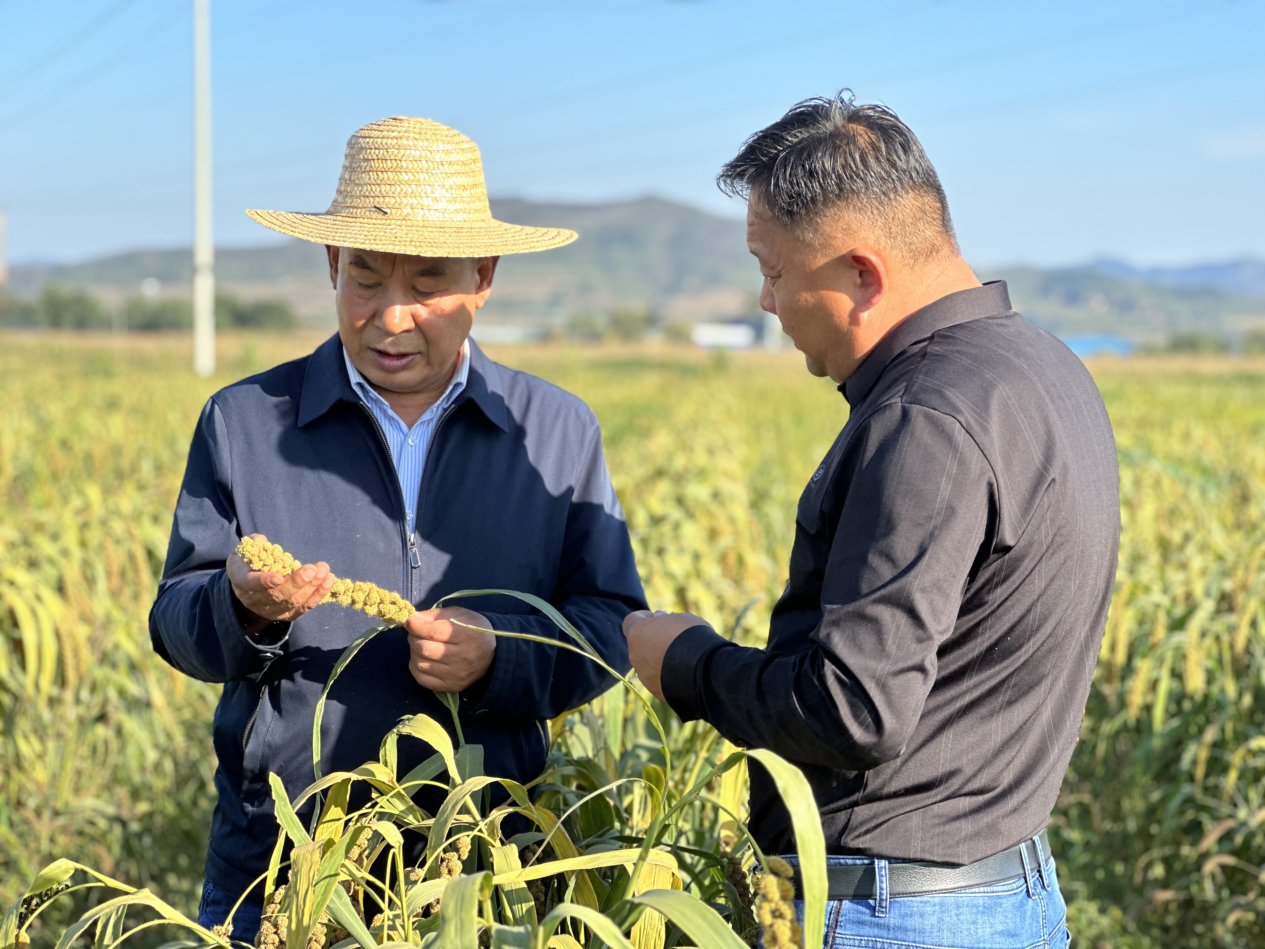 “夏播谷＋冬小麦”一年两作促丰收