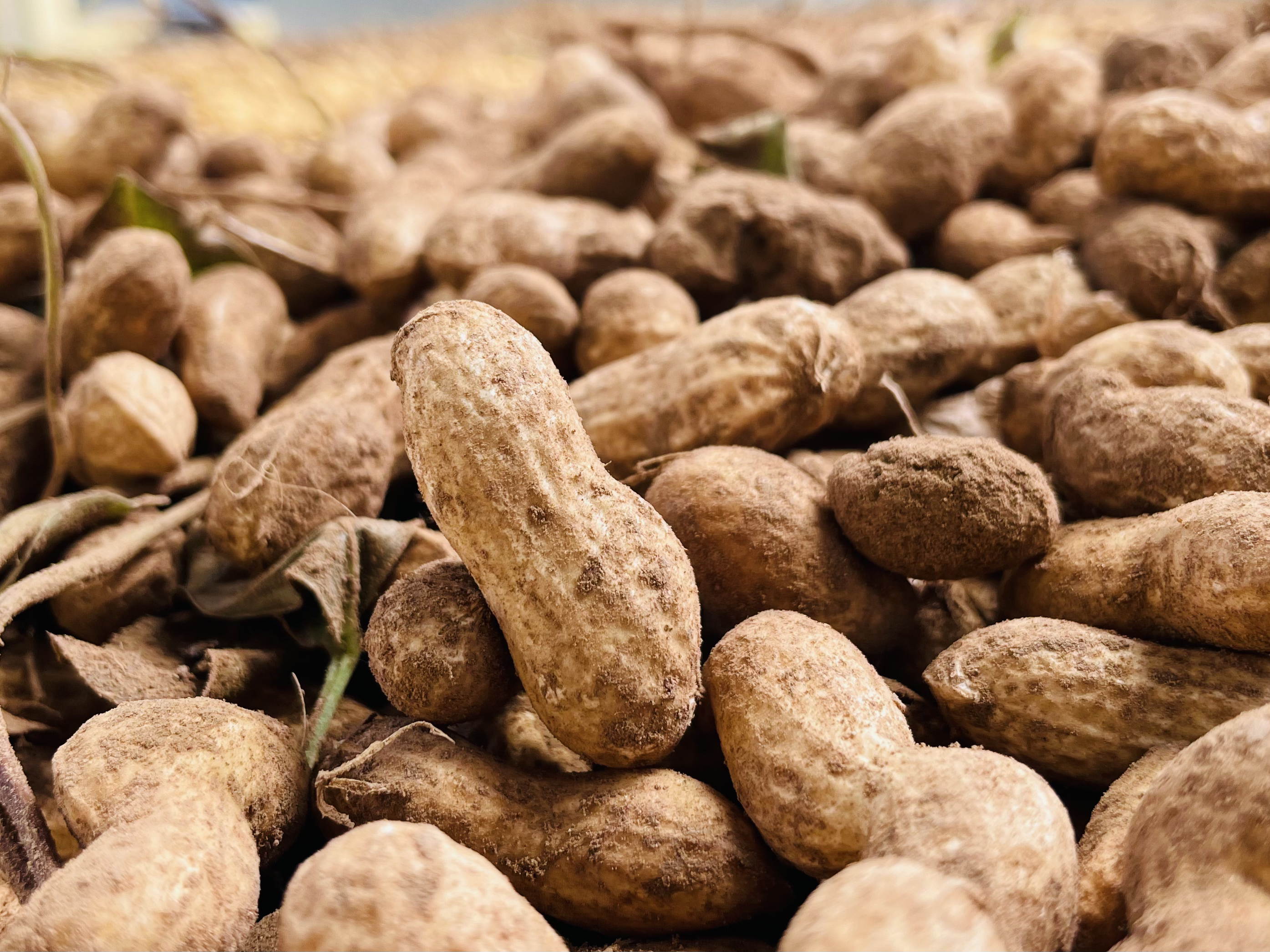 【全面推进乡村振兴】沙地“种”出致富路 