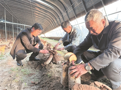 王郭庄村：灵芝撑起“致富伞”