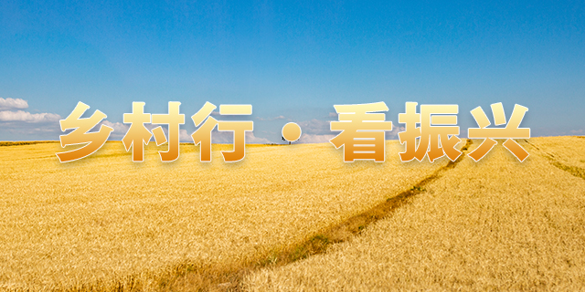 走“晋”乡村看振兴 | 火红高梁迎丰收