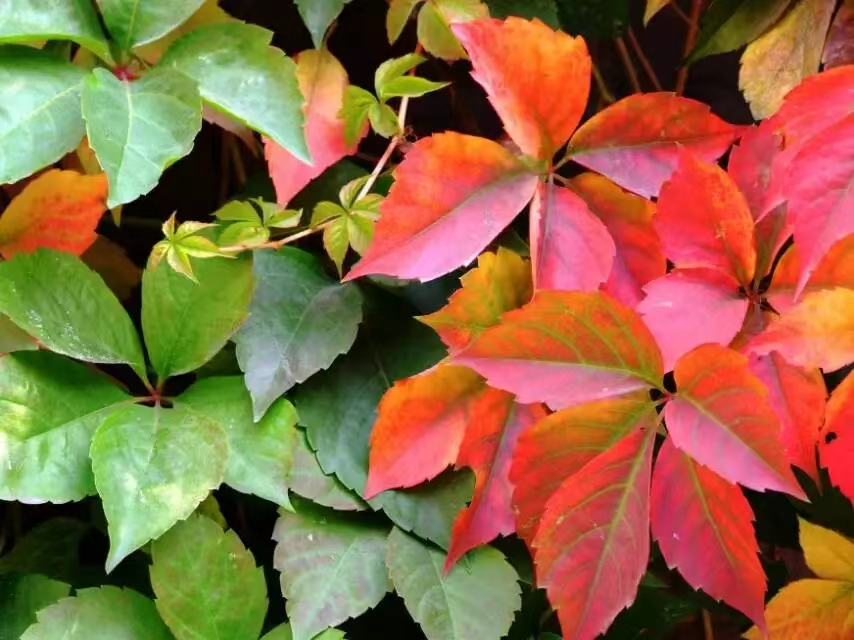 faf320f9a2ff8a4e3634852e43e70a3.jpg faf320f9a2ff8a4e3634852e43e70a3.jpg