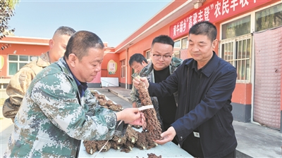 “高粱摆擂”决高下