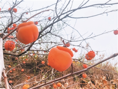柿子红了