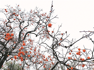 黄牛蹄乡土脚村：“柿”业红火果农富