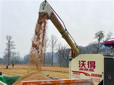 南流村： 机械赋能提效率 百亩水稻喜丰收