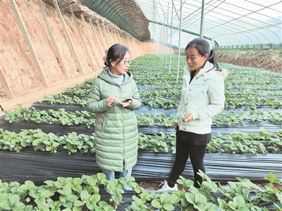 长治潞城区农技人员深入田间为农户支招 寒潮来袭 果蔬“保温”措施多