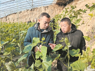 区农业农村局：雪后送“技”保生产