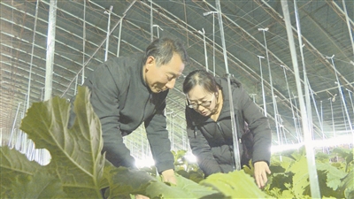 农业农村局：“良方”送进大棚里