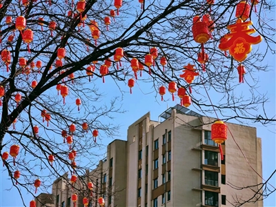 “花树”迎春