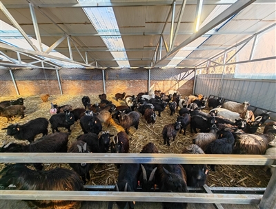 认养一只小山羊 做个城市“牧羊人”