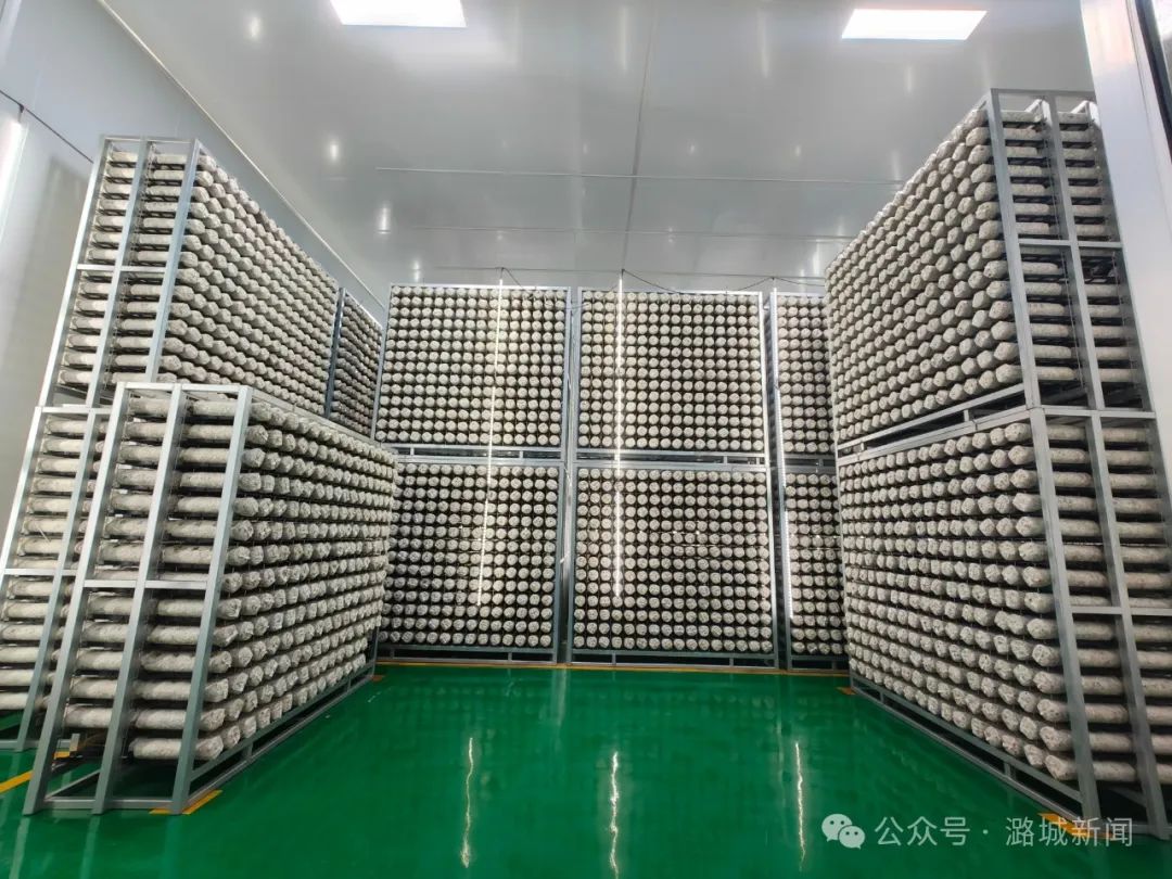 【向‘新’而行】史回镇：食用菌产业“蘑”力释放