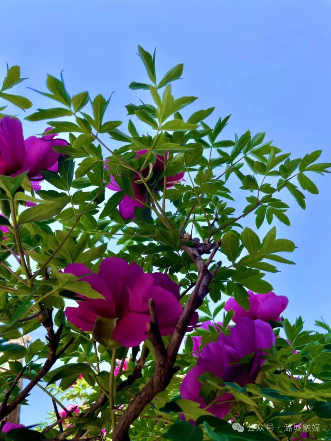 五一来山西吧！国色天香 潞城南舍千年牡丹如约盛放