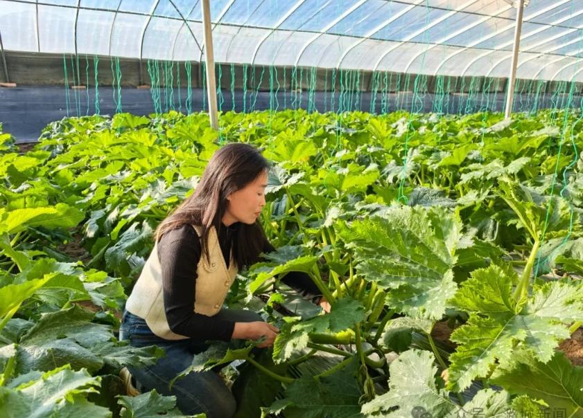 [乡村行·看振兴 学用“千万工程”经验] 西流北村：产业发展正当时