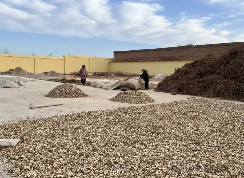 [乡村行·看振兴 学用“千万工程”经验] 邱壁村：苦参种出甜日子