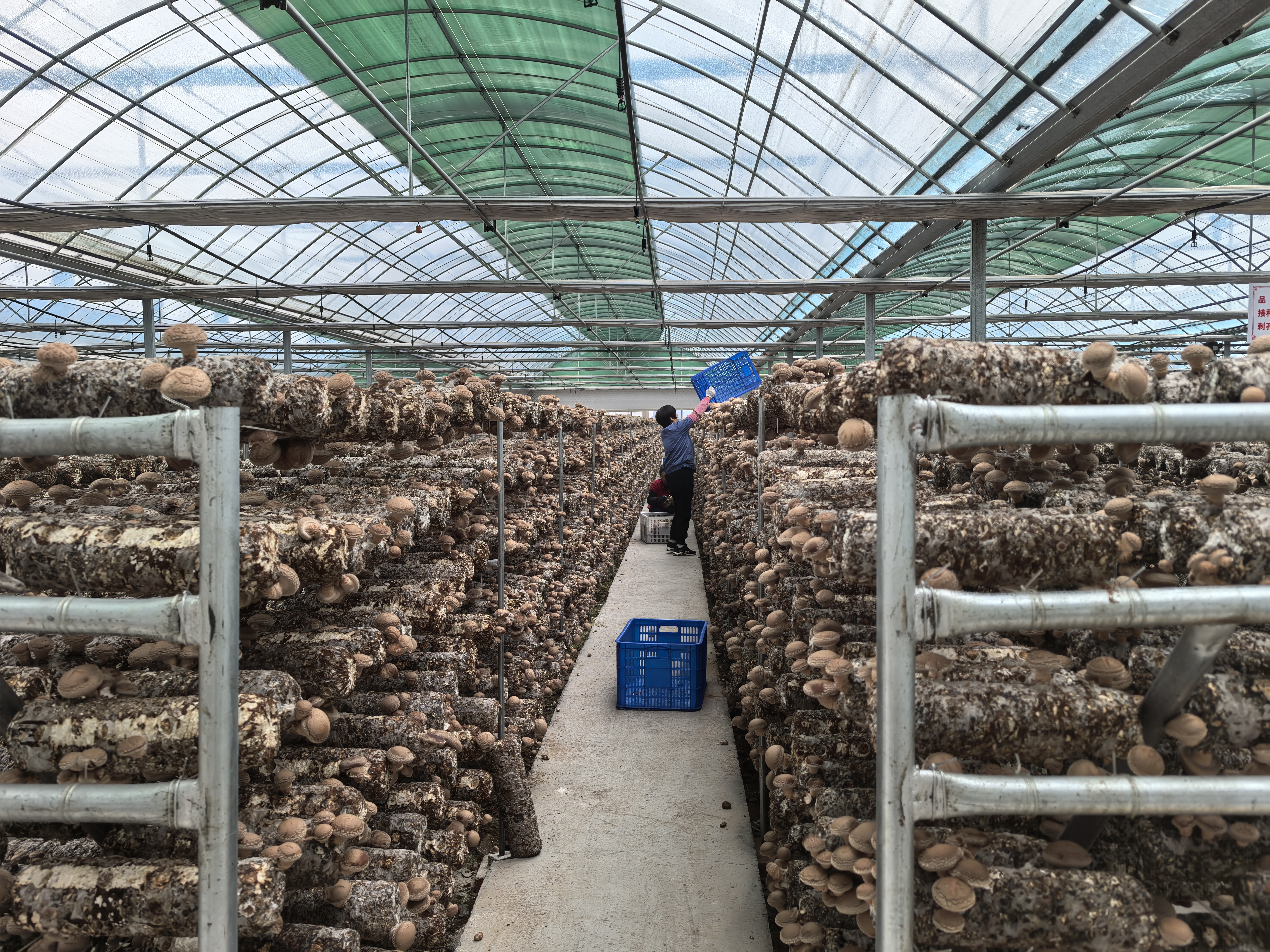 特色产业结硕果